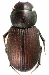 Bruchaphodius ovalipennis